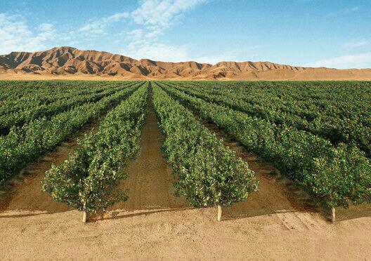 تولید نهال و فروش نهال تولید نهال و فروش نهال